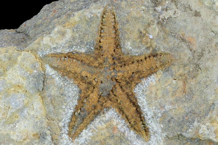 Ordovician Starfish (Petraster?) Fossil - Morocco #100076